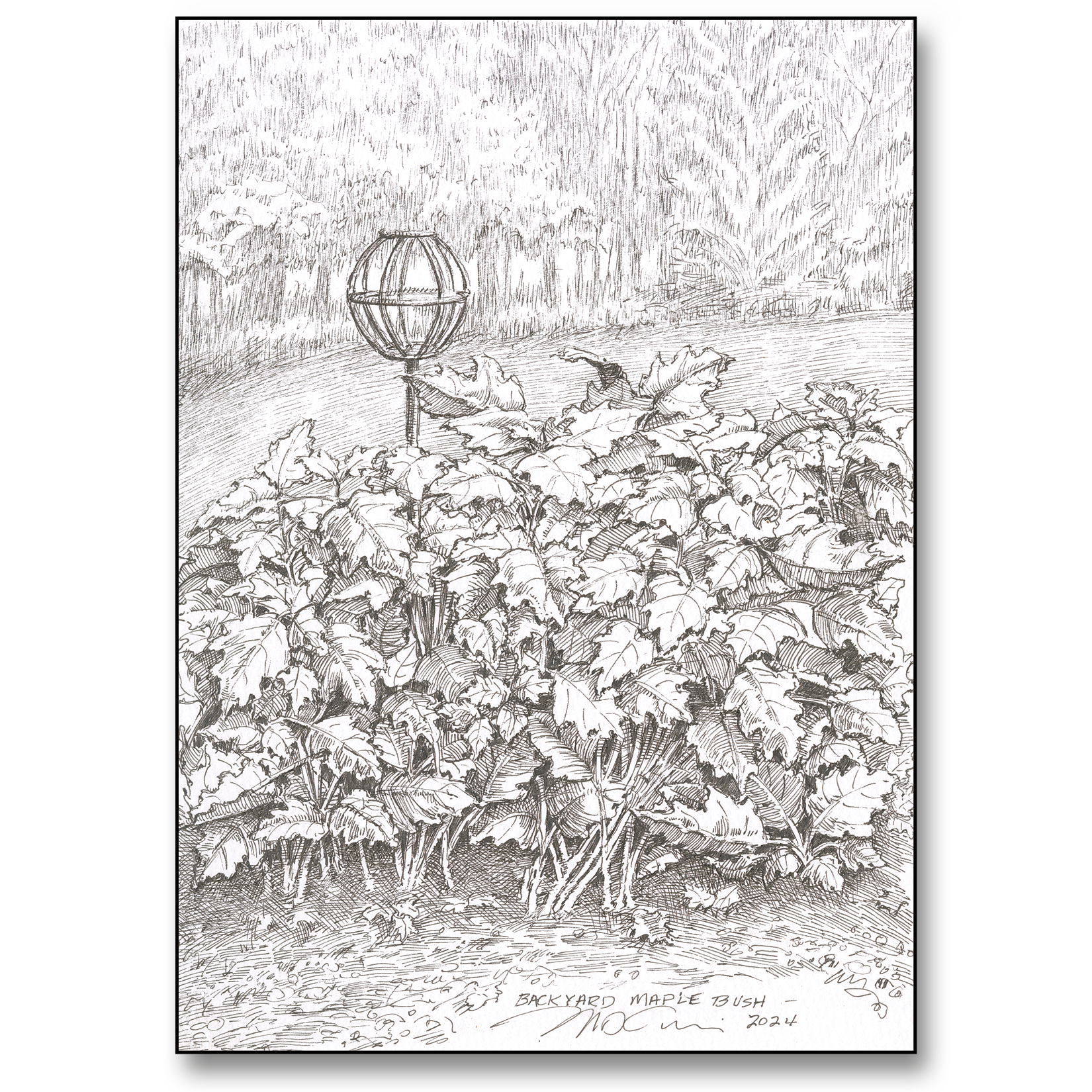 Backyard Maple Bush Card