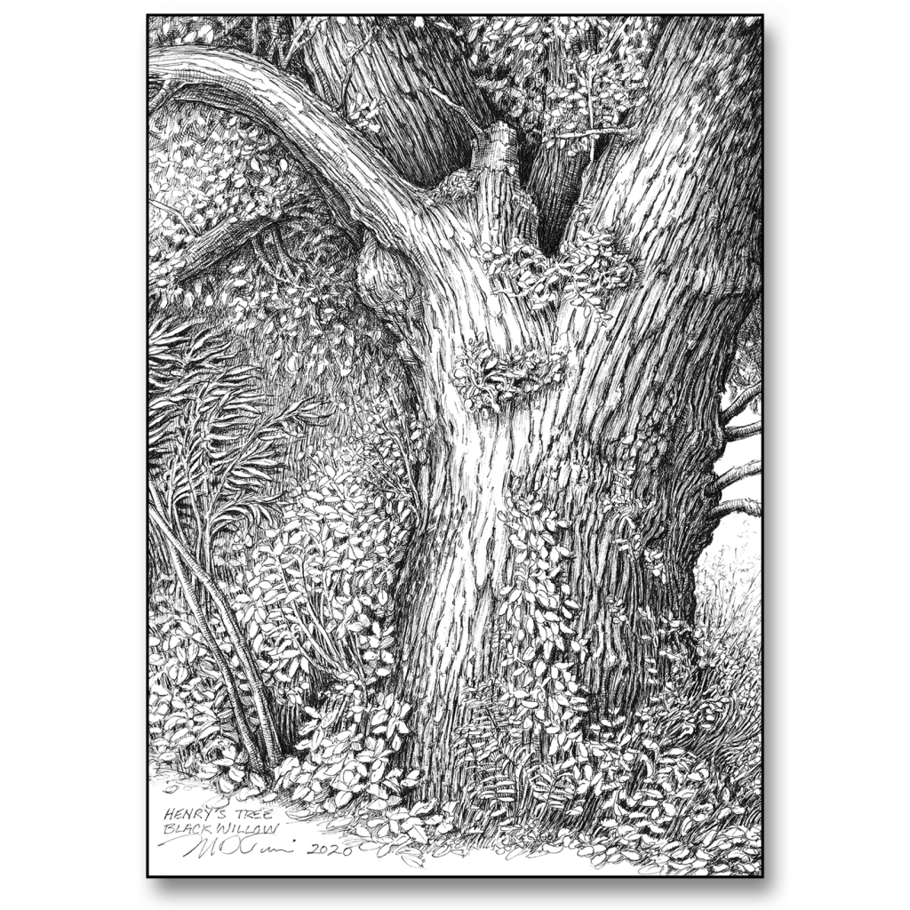 Henry s Tree Card Mark Tucci Illustrations